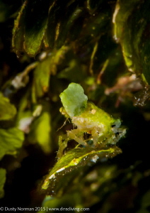 "Leaf"
A very camouflaged crab. by Dusty Norman 